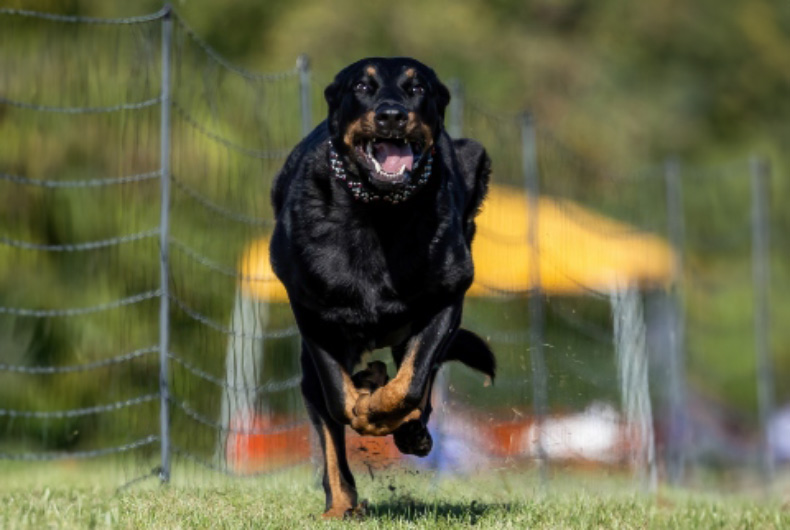 Beauceron dog running