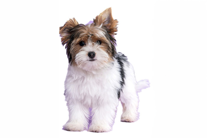 Biewer terrier