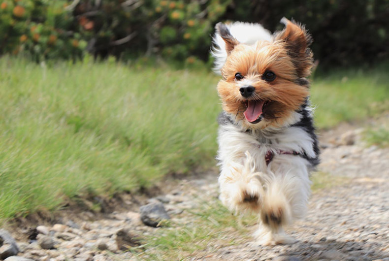 Biewer terrier