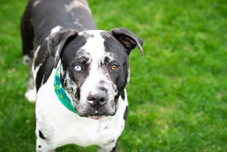 black and white pit bull terrier mix dog