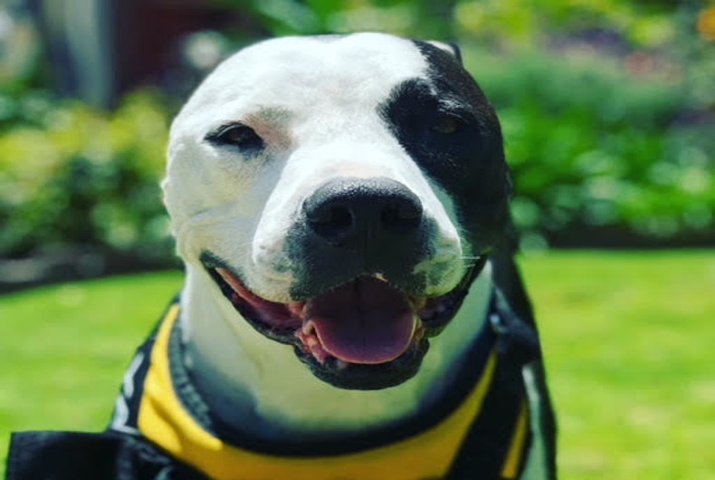 Dug the dog