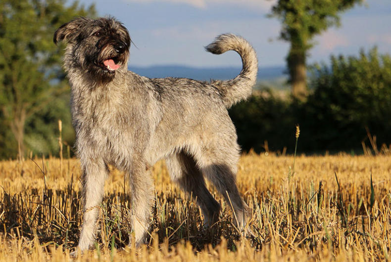 Giant Schnauzer