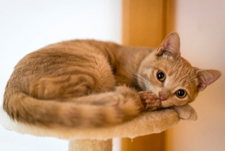 Sleeping cat