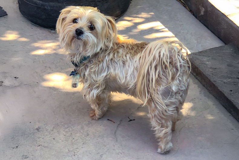tan morkie dog